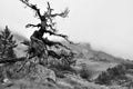 Arbre mort dans la montagne franÃÂ§aise